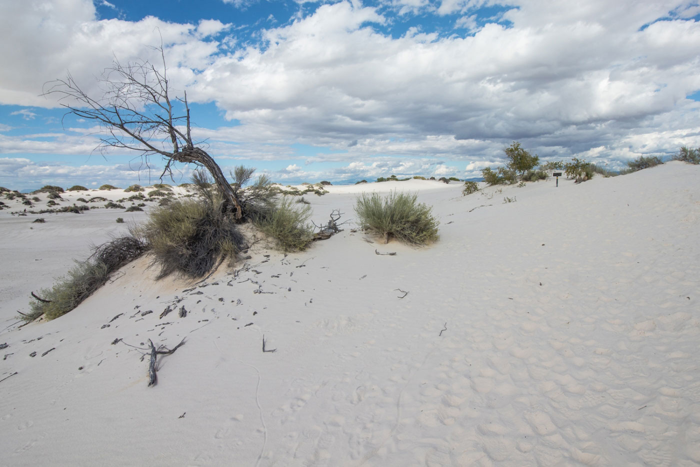 Stupell Indtries Beach Sand Dune Path Tall Grass Muted Sky,30 x 24