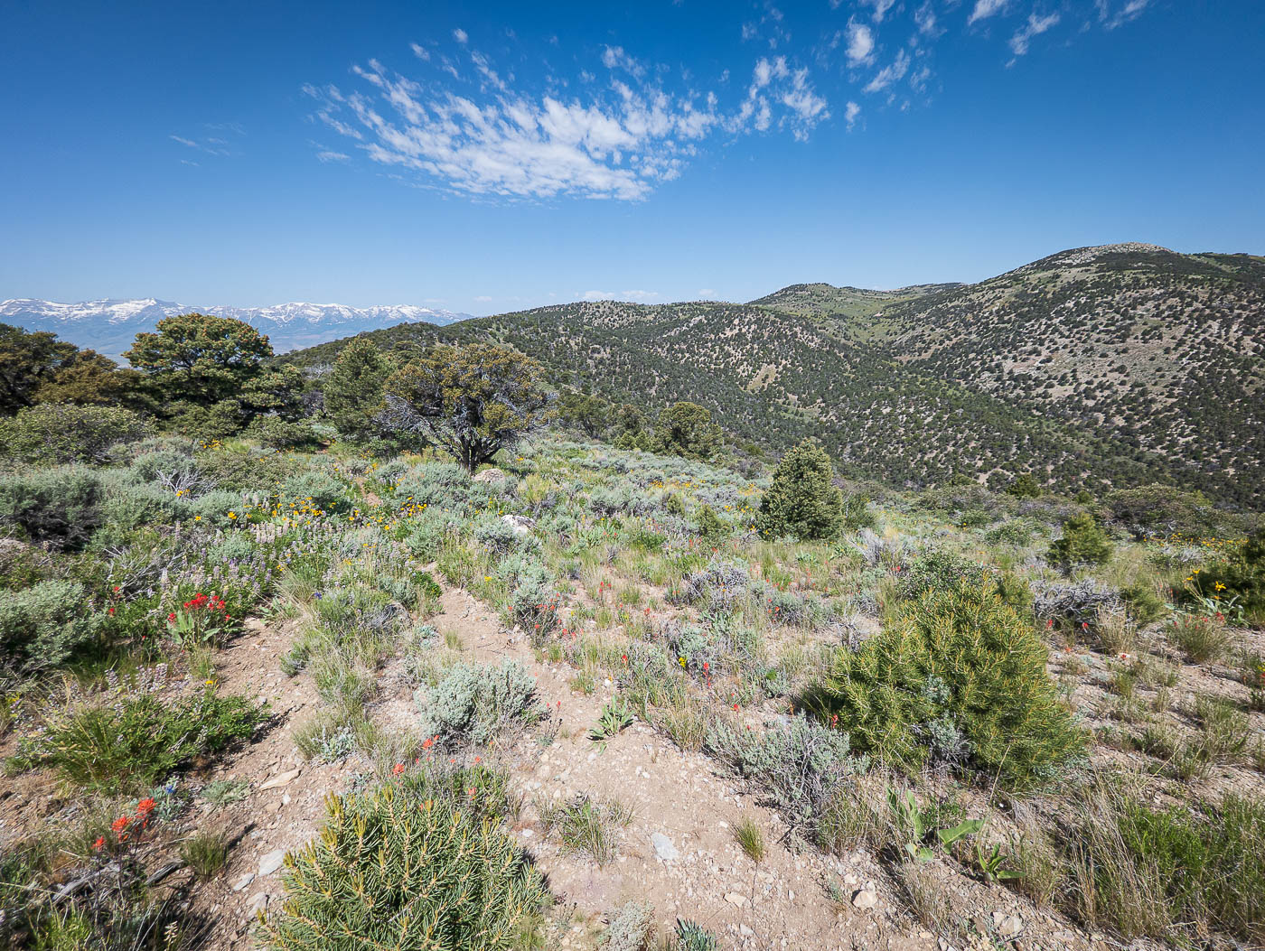 Little Cedar Mountain and Wood Hills in Wood Hills BLM, NV